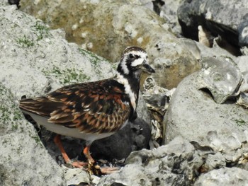 キョウジョシギ 東京港野鳥公園 2023年5月25日(木)