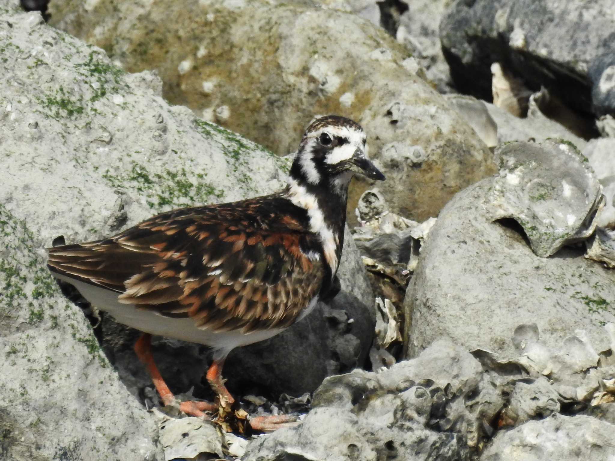 東京港野鳥公園 キョウジョシギの写真 by ウタさんぽ