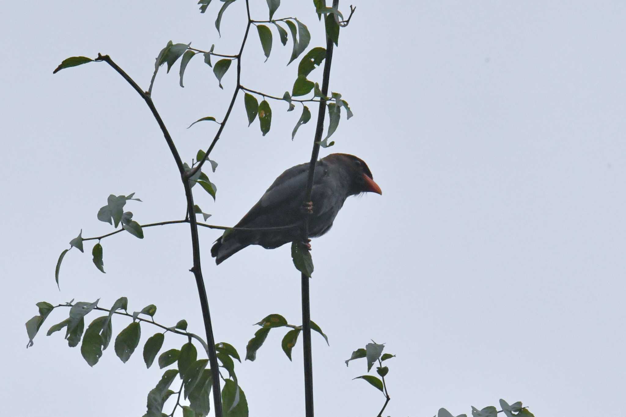 Oriental Dollarbird