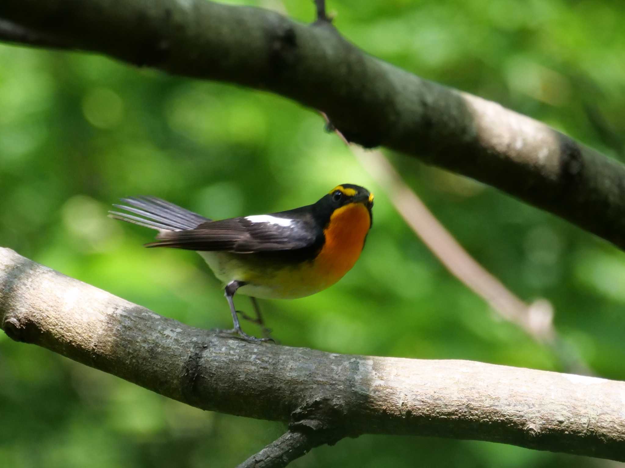 秩父 キビタキの写真 by little birds