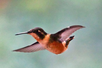 White-bellied Woodstar