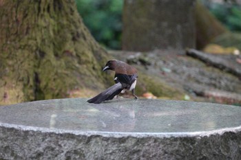 Grey Treepie 陽明山前山公園 Thu, 5/18/2023