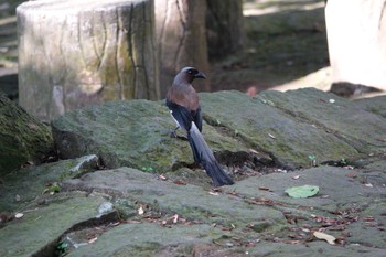 Grey Treepie 陽明山前山公園 Thu, 5/18/2023