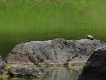 2023年5月26日(金) 小石川後楽園の野鳥観察記録