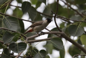 コシジロヒヨドリ Van Long Nature Reserve 2023年5月2日(火)