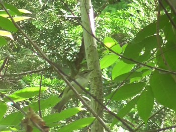 2023年5月27日(土) 航空公園の野鳥観察記録