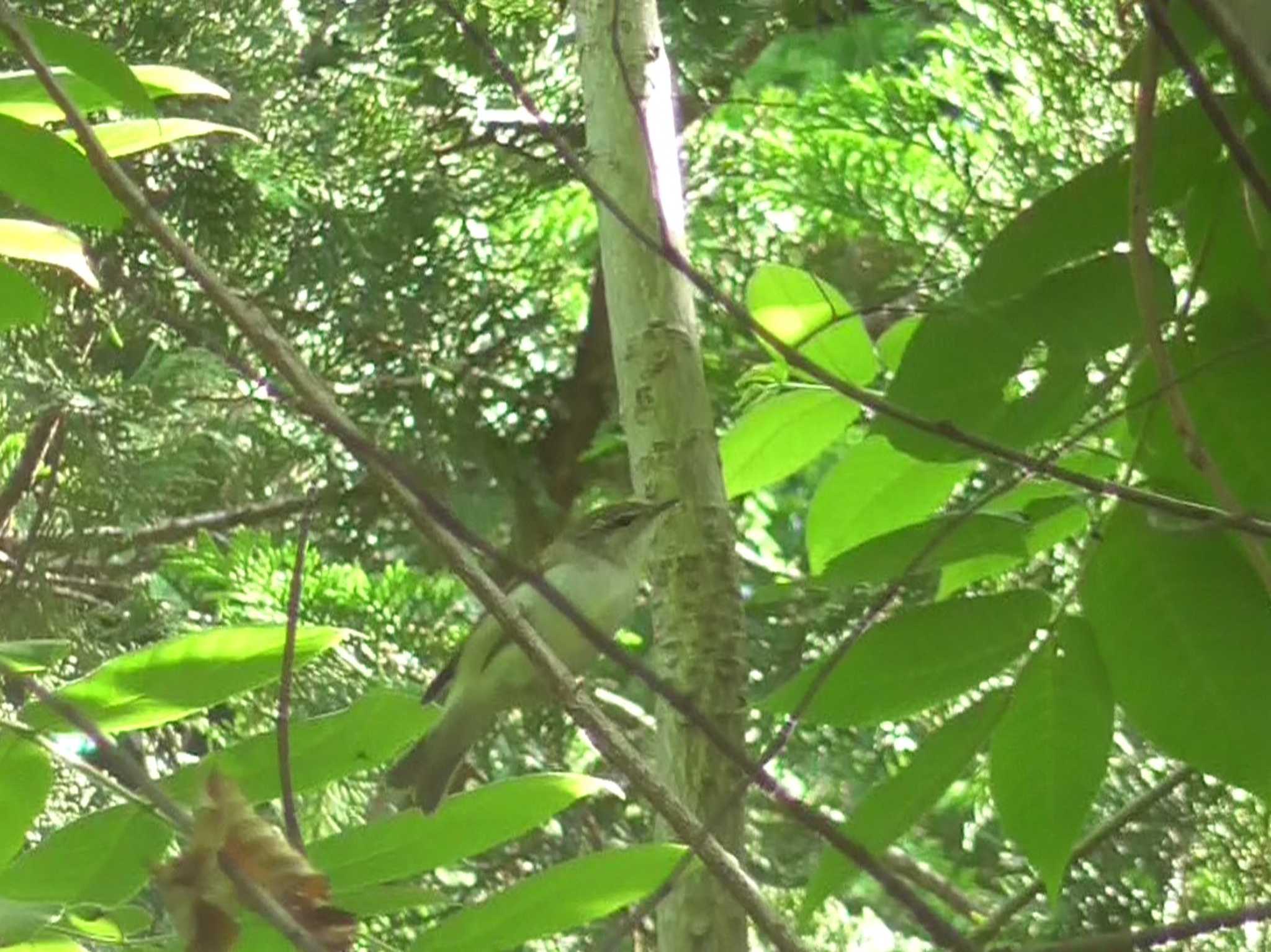 Kamchatka Leaf Warbler