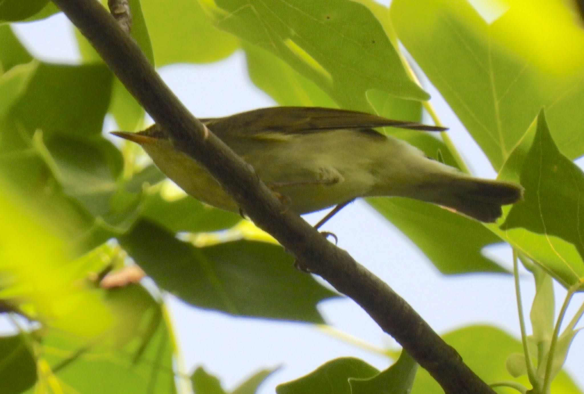 Kamchatka Leaf Warbler