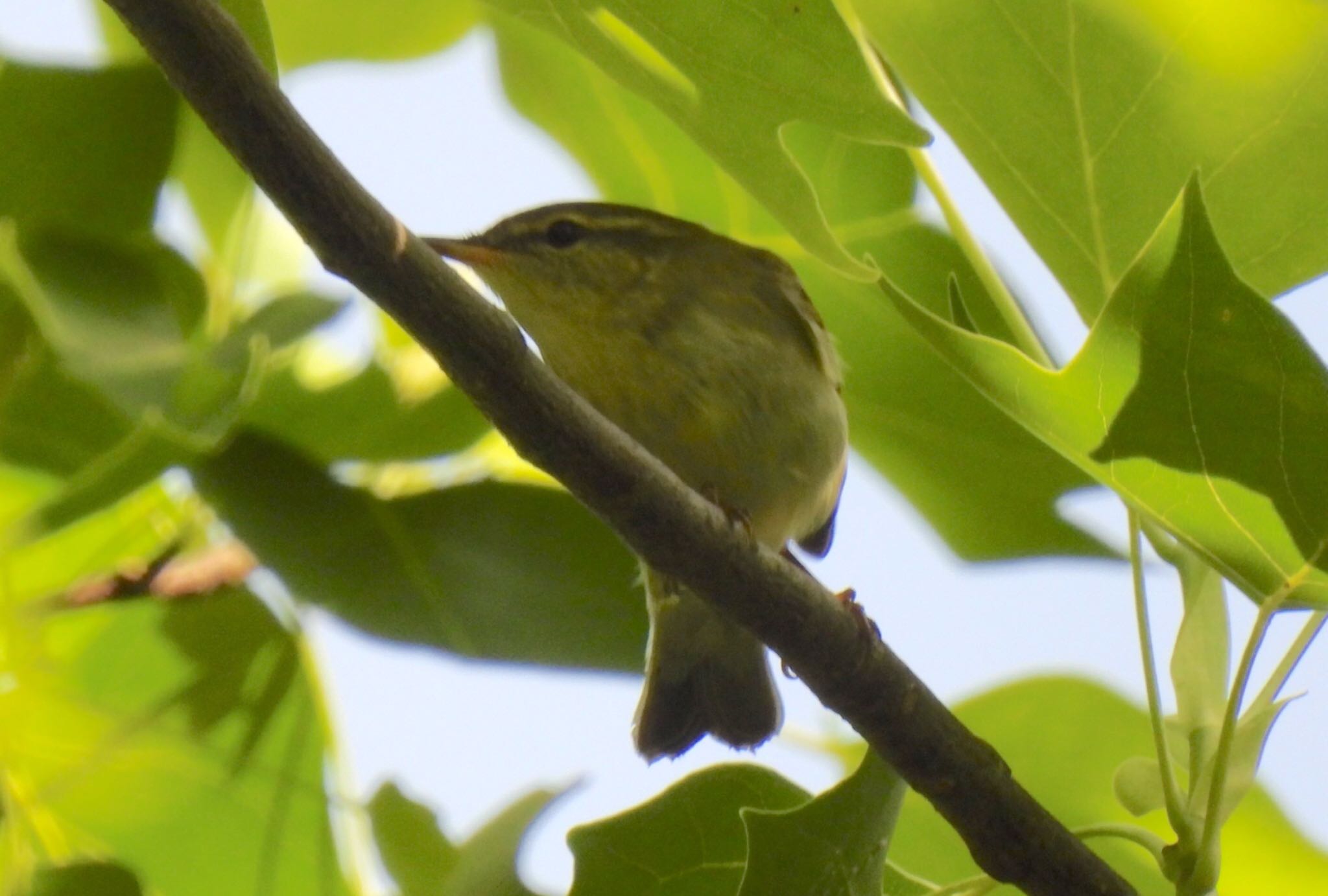 Kamchatka Leaf Warbler