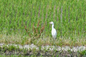 Eastern Cattle Egret 珠洲市 Sat, 5/27/2023