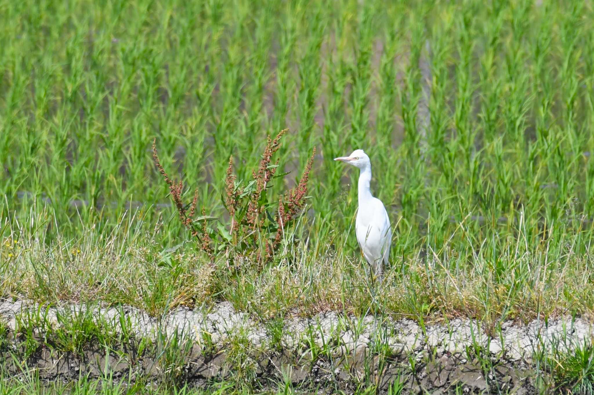 Photo of Eastern Cattle Egret at 珠洲市 by Semal