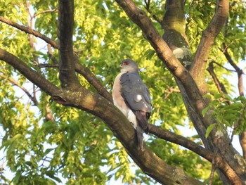 2023年5月27日(土) 埼玉県の野鳥観察記録