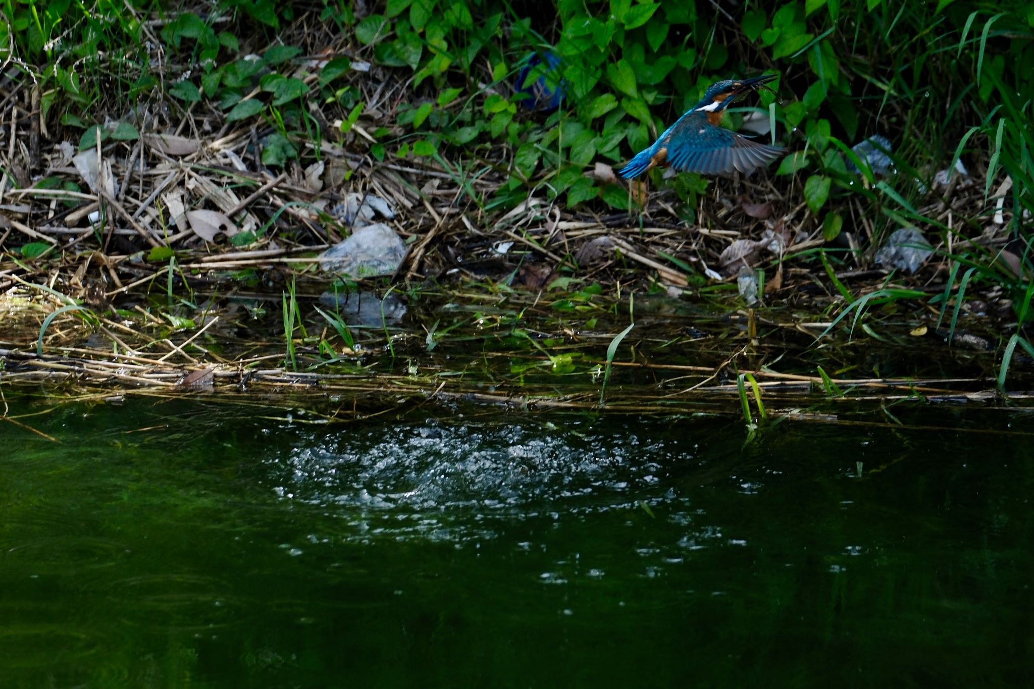 Photo of Common Kingfisher at 門池公園(沼津市) by ポン介