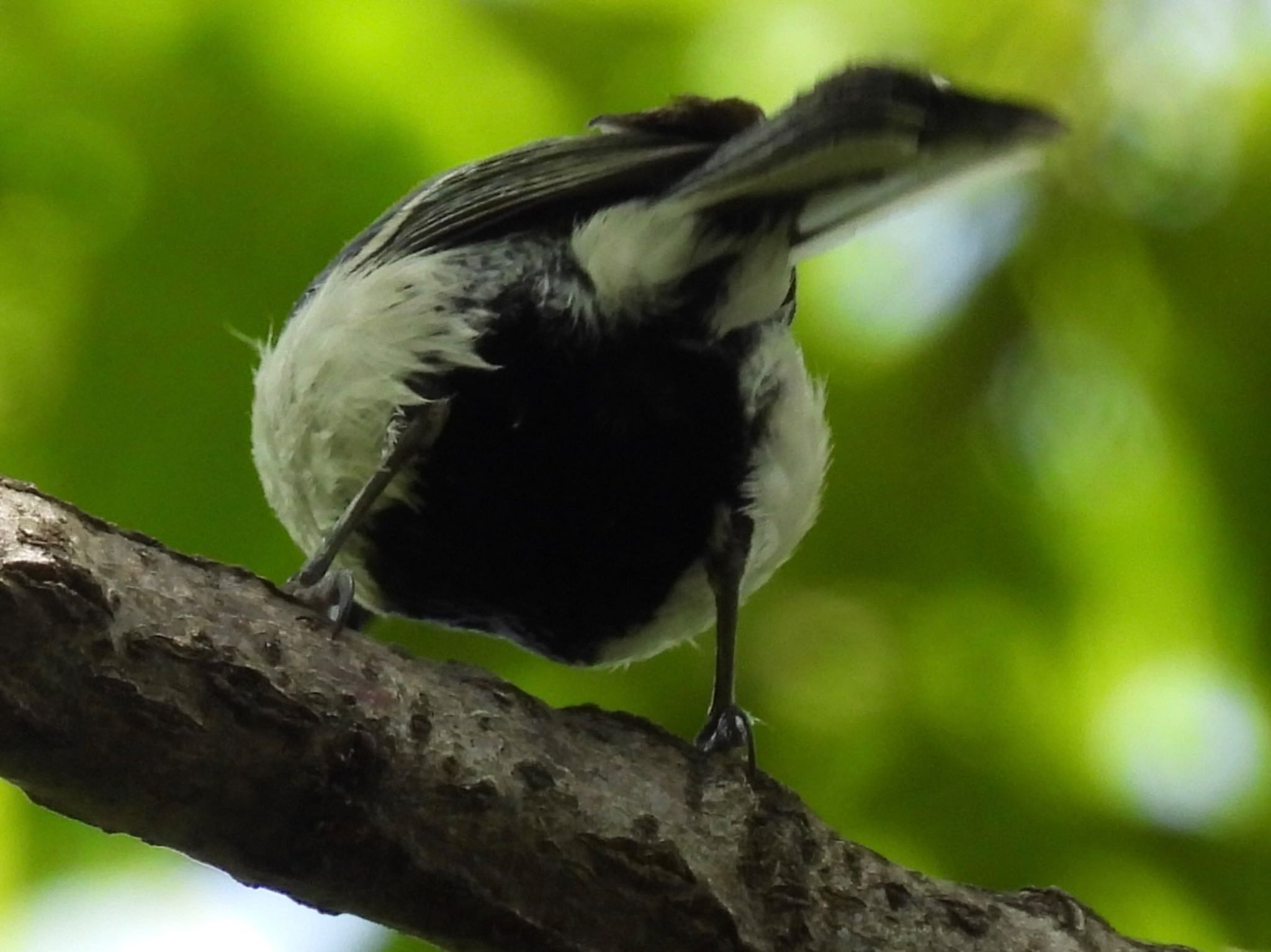 Japanese Tit