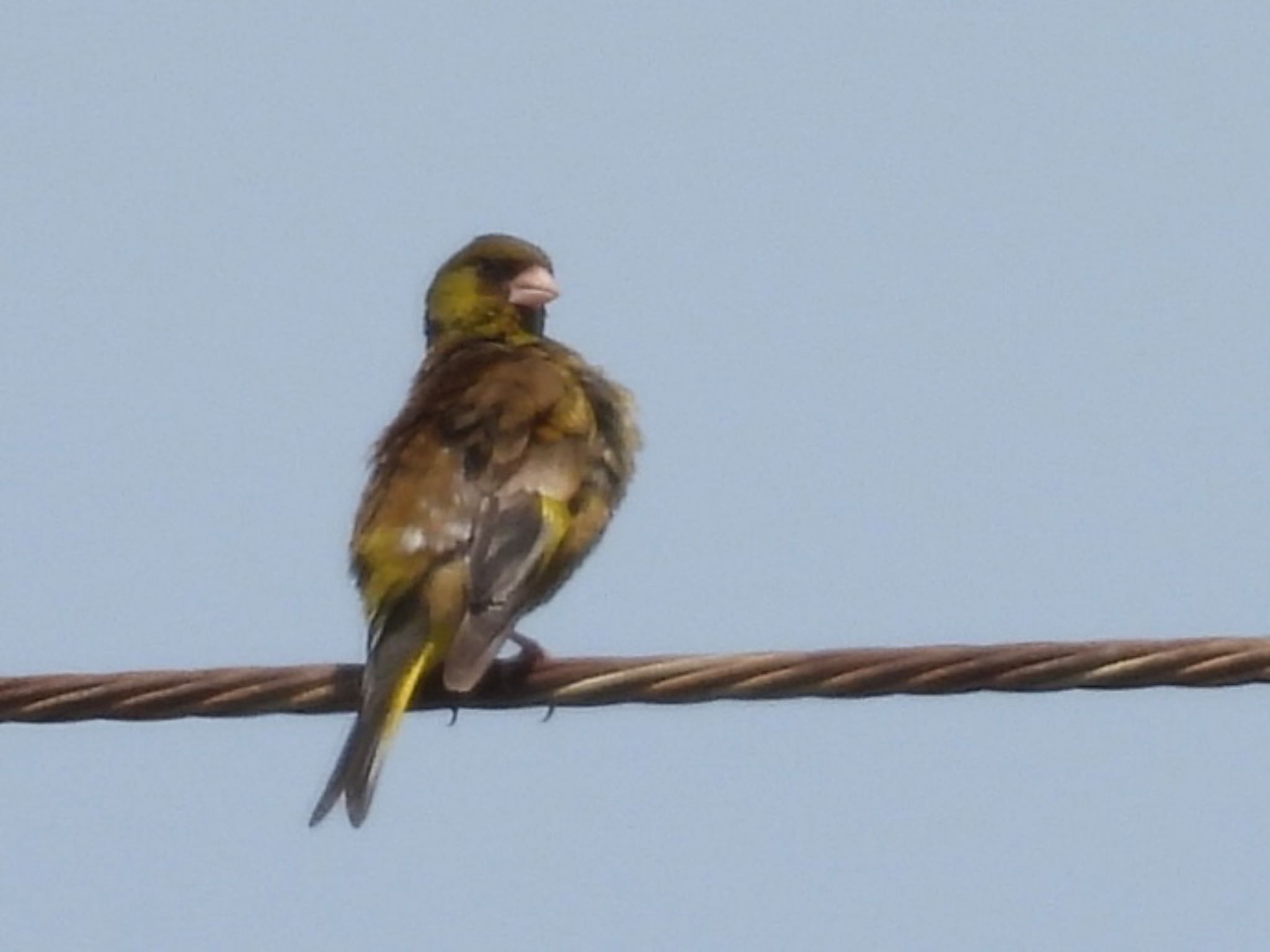 Grey-capped Greenfinch