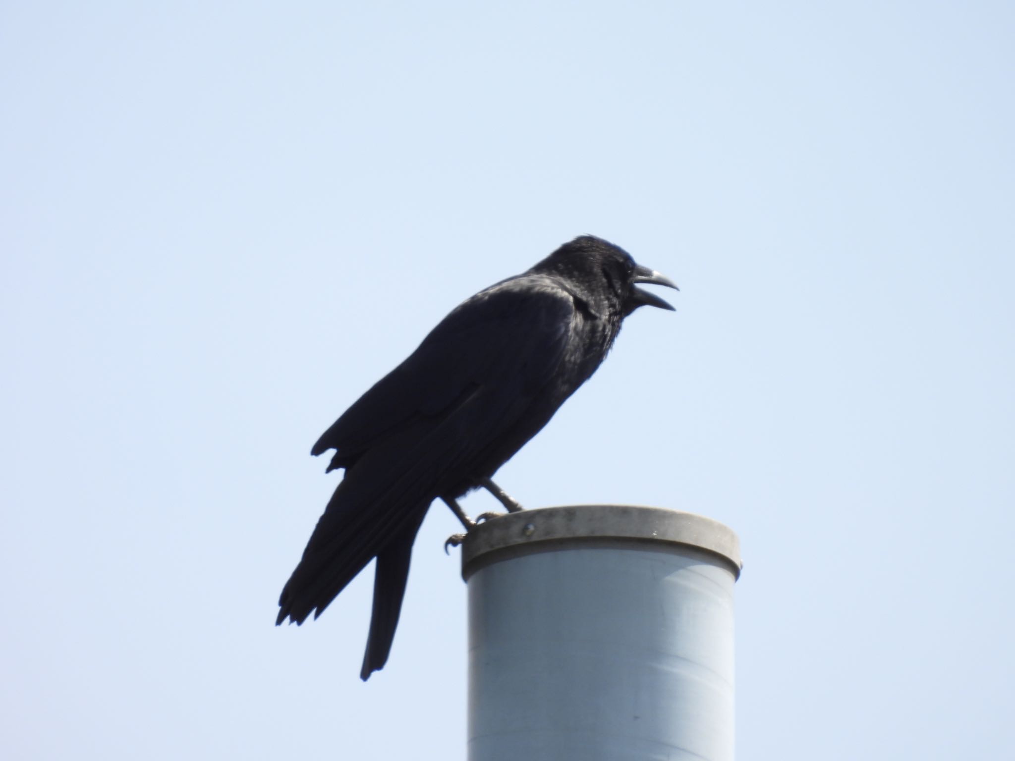 Carrion Crow