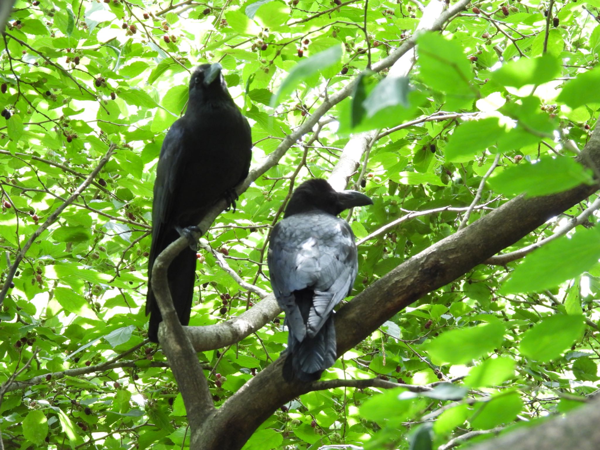 Large-billed Crow