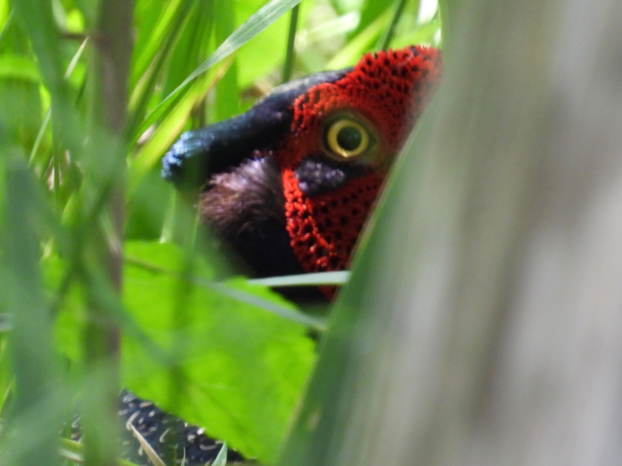 Green Pheasant