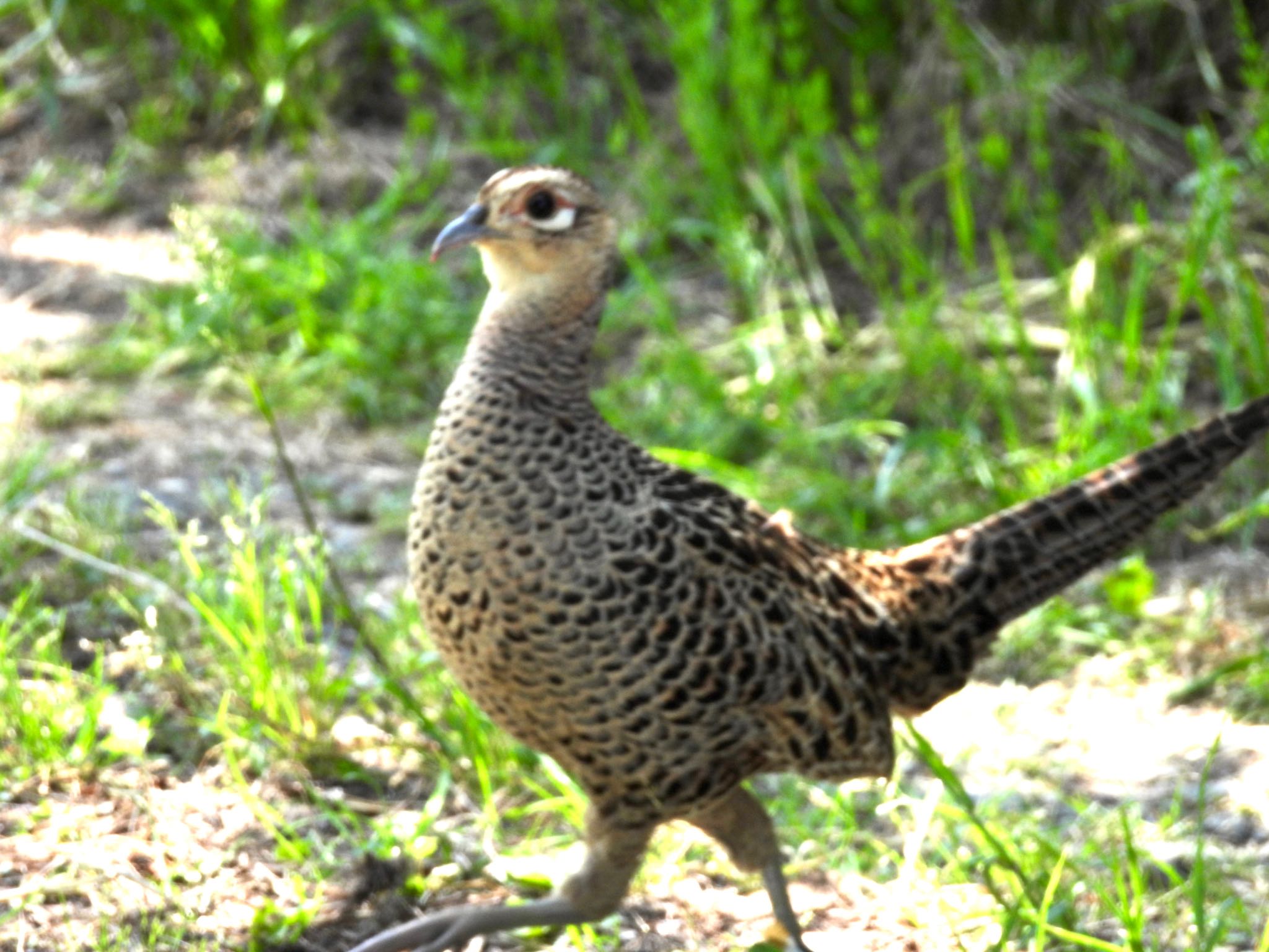 Green Pheasant