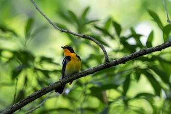 キビタキ 京都府立植物園 2023年5月27日(土)