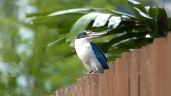 Collared Kingfisher ランカウイ(ペランギビーチリゾート) Wed, 5/17/2023