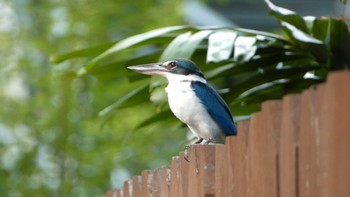 Collared Kingfisher ランカウイ(ペランギ・ビーチリゾート) Wed, 5/17/2023