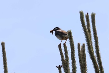 White-cheeked Starling 曽根干潟(曾根干潟) Fri, 5/26/2023