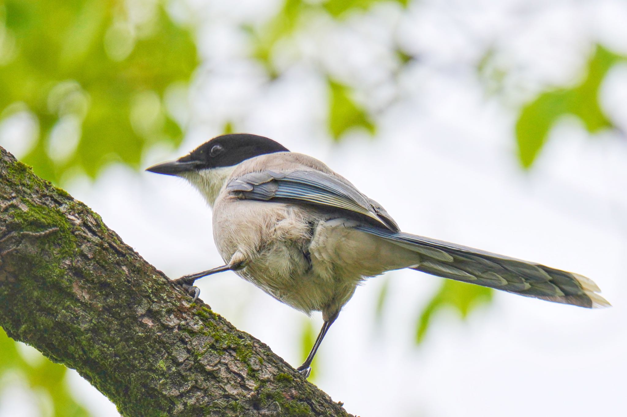 Azure-winged Magpie