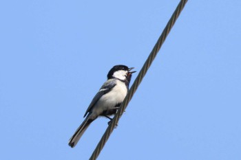 シジュウカラ 天拝山歴史自然公園 2023年5月17日(水)