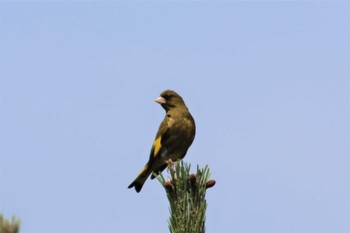 Grey-capped Greenfinch 曽根干潟(曾根干潟) Fri, 5/26/2023