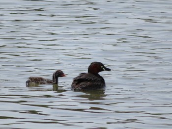 Little Grebe Isanuma Sat, 5/27/2023