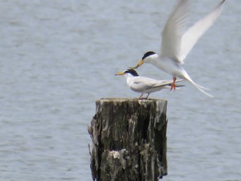 Little Tern Isanuma Sat, 5/27/2023