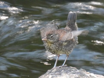 2023年5月20日(土) 真駒内公園の野鳥観察記録