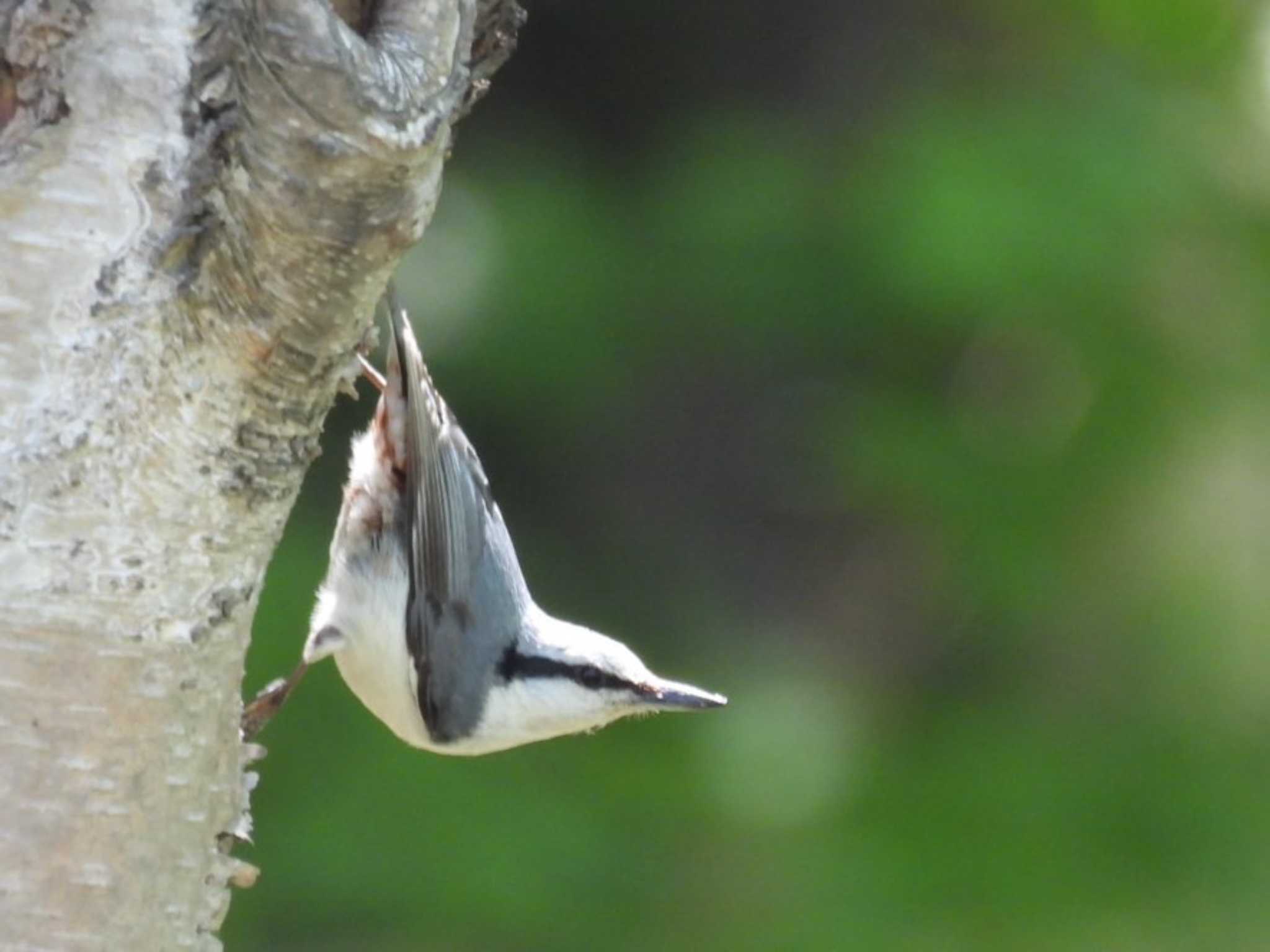 Eurasian Nuthatch