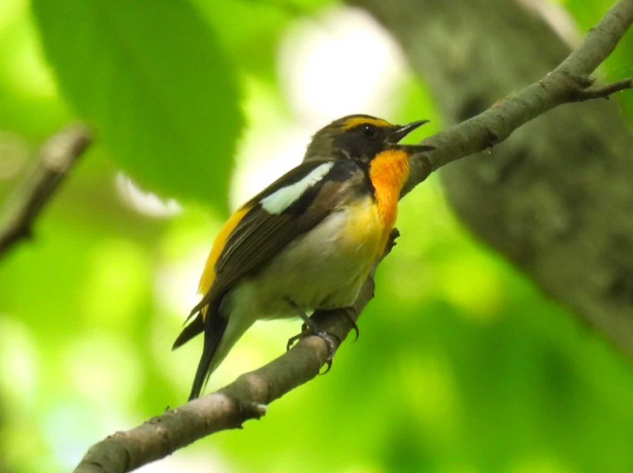 Narcissus Flycatcher