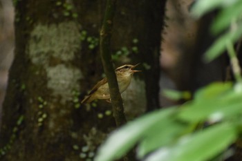 ヤブサメ 場所が不明 2018年5月27日(日)