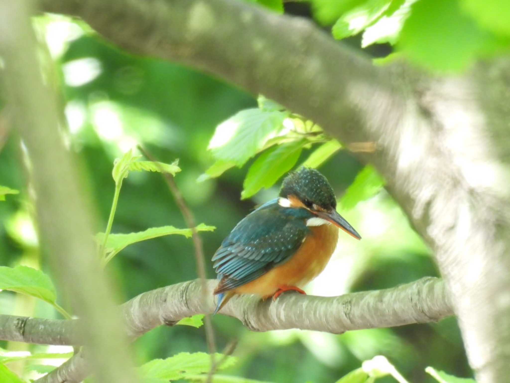 Common Kingfisher