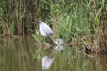 Grey Heron Toneri Park Sat, 5/27/2023