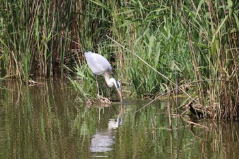 Grey Heron Toneri Park Sat, 5/27/2023