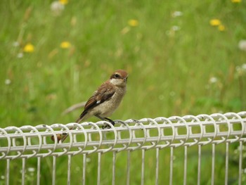 2023年5月27日(土) 木津川市の野鳥観察記録