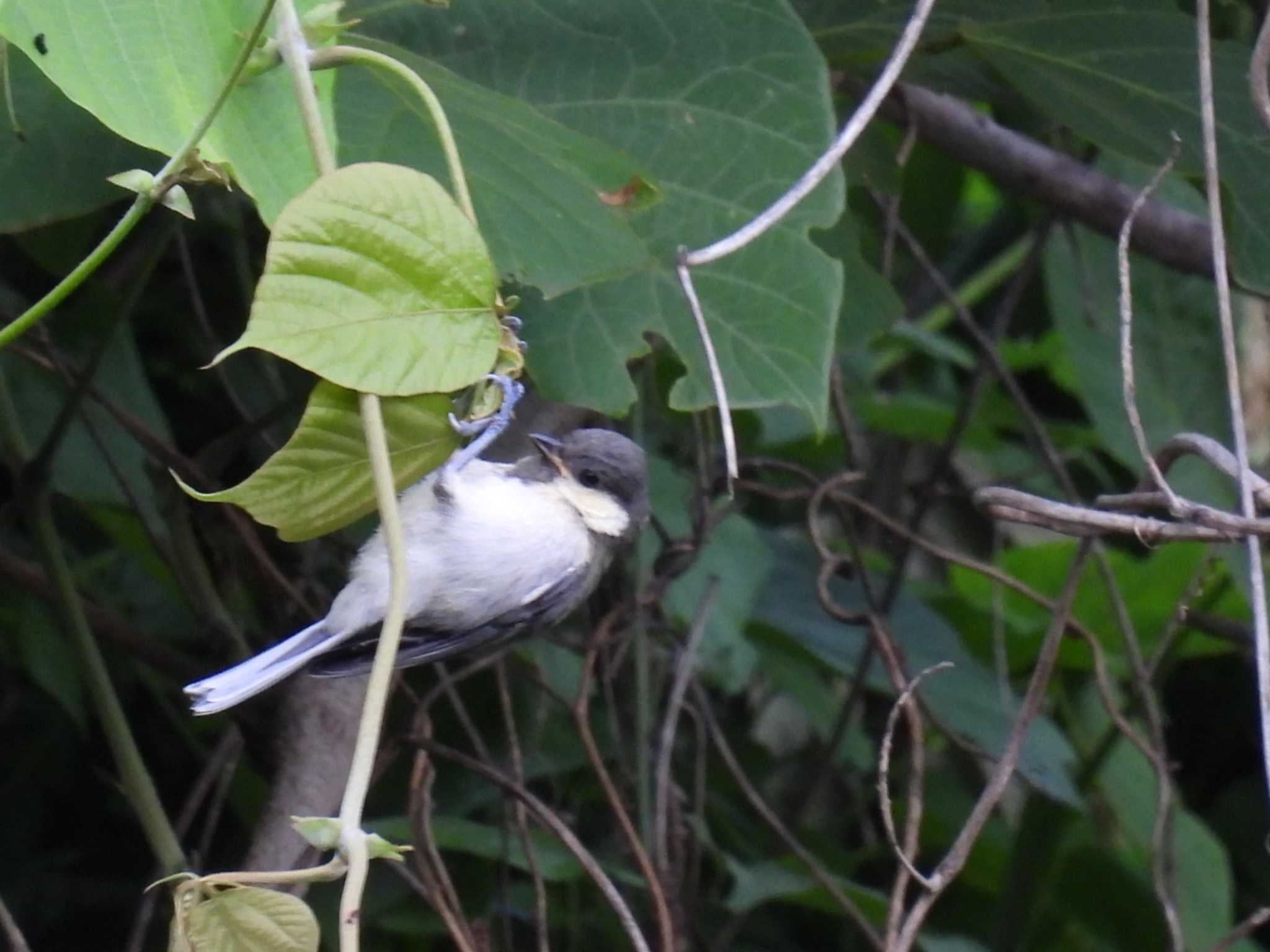 Photo of Japanese Tit at Nagahama Park by カズー