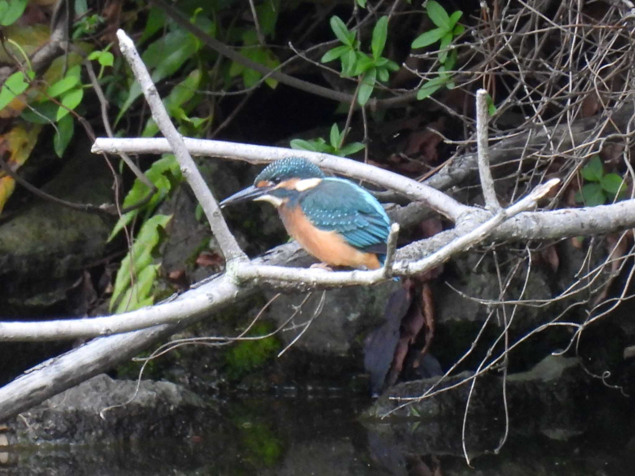 Photo of Common Kingfisher at Nagahama Park by カズー