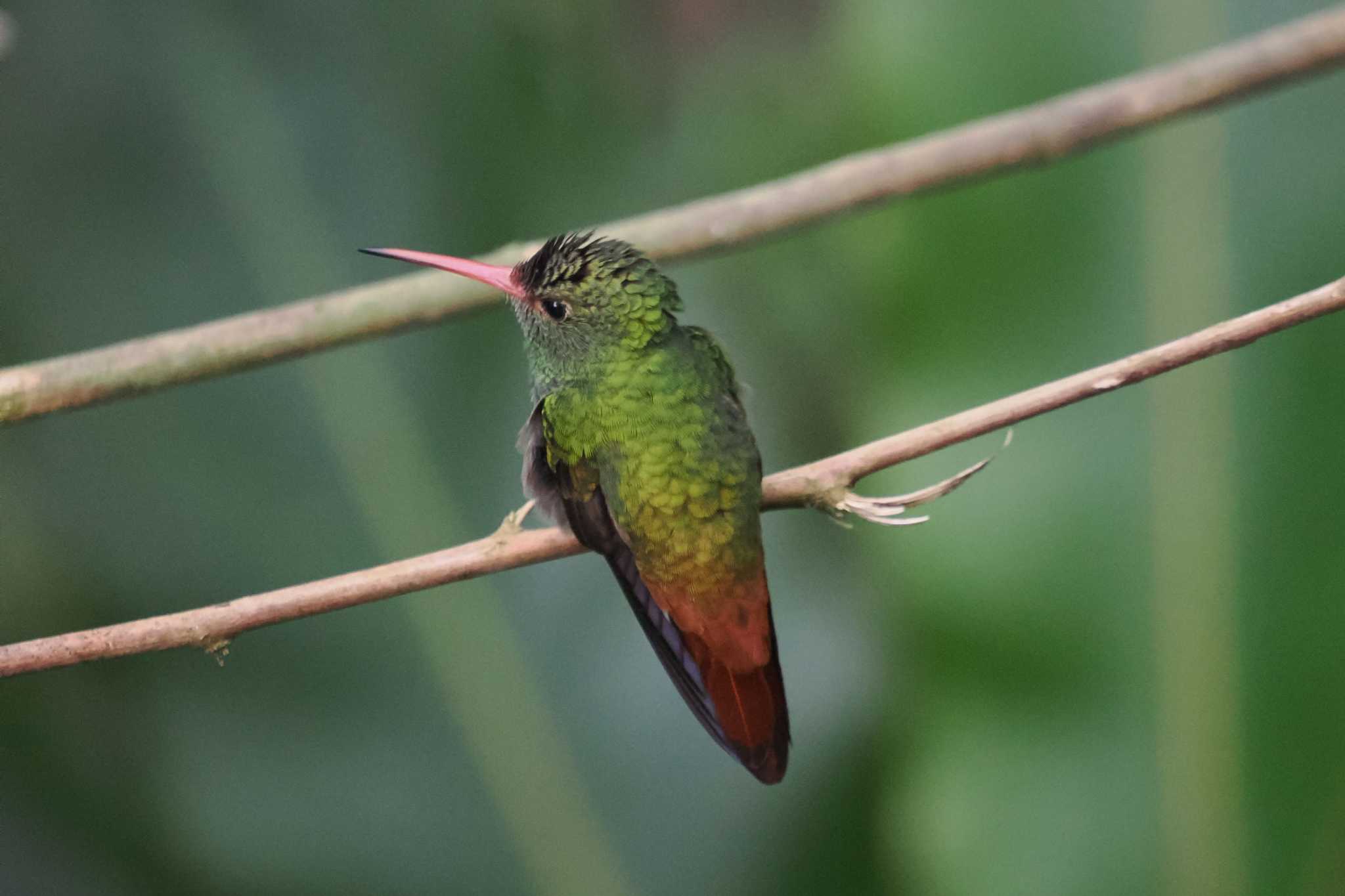 Mindo(Ecuador) ハイバラエメラルドハチドリの写真