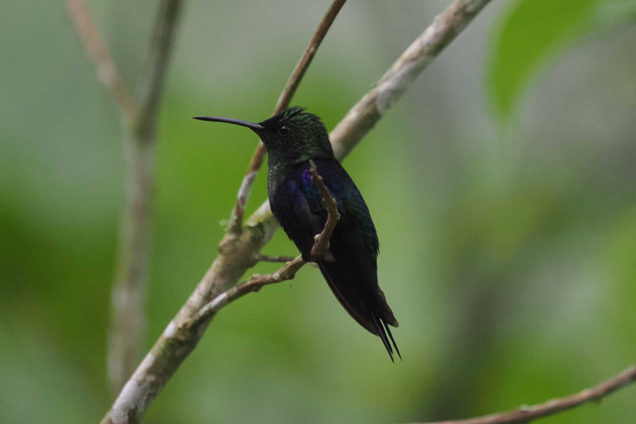 Mindo(Ecuador) ルリムネハチドリの写真