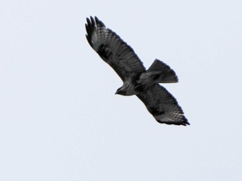 2023年5月27日(土) 福井緑地(札幌市西区)の野鳥観察記録