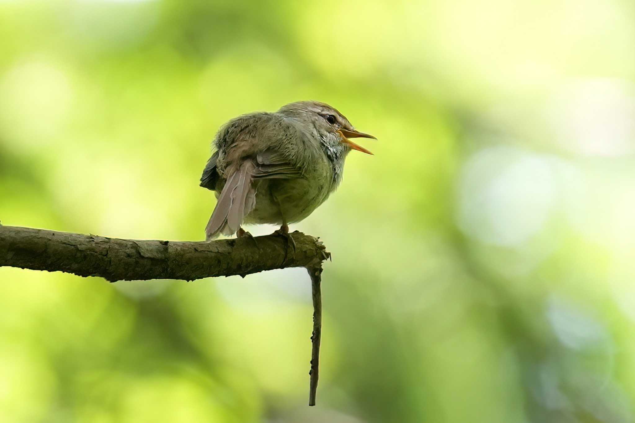 海上の森 ウグイスの写真