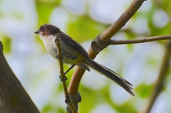 エナガ 千里南公園 2023年5月27日(土)