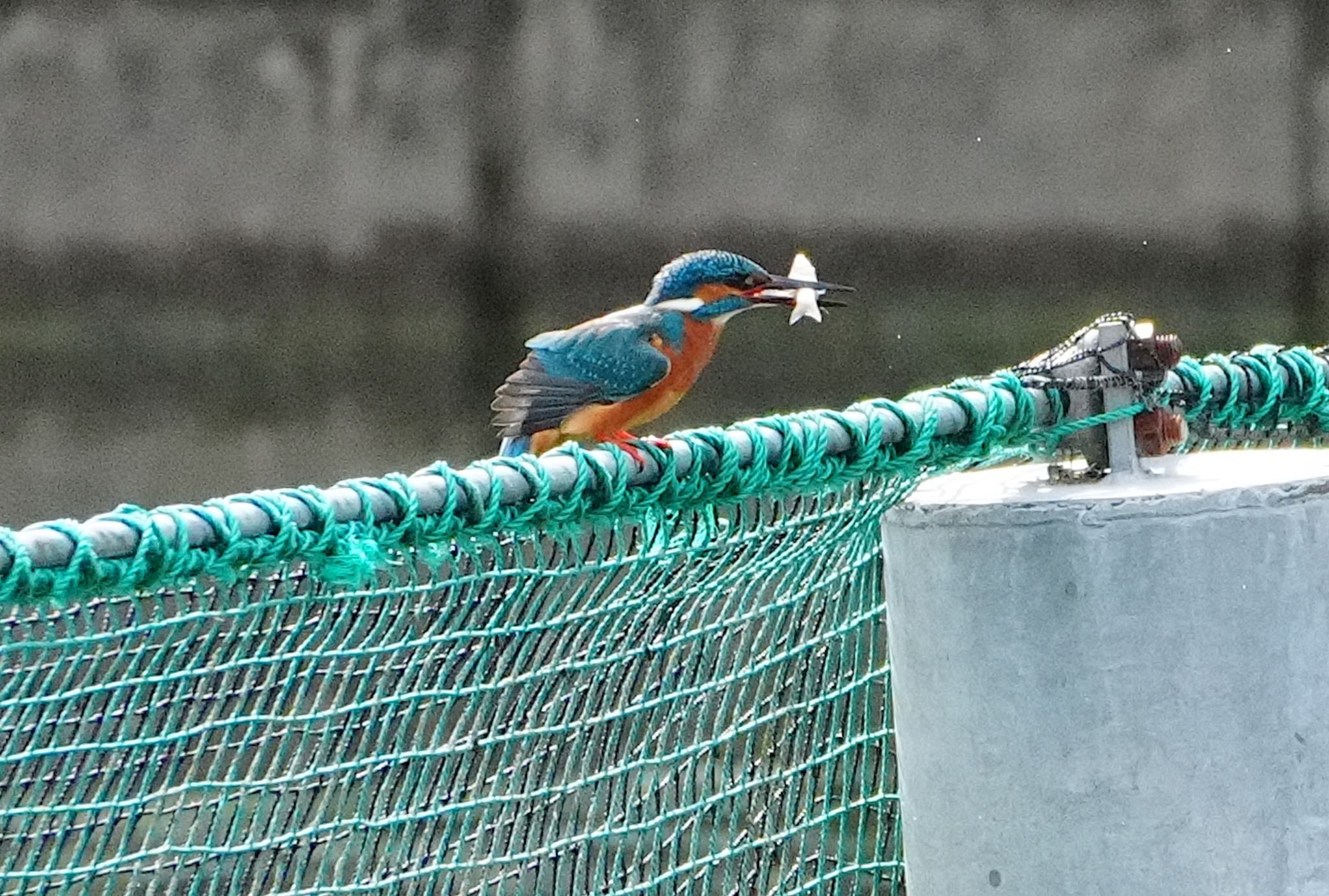 千里南公園 カワセミの写真