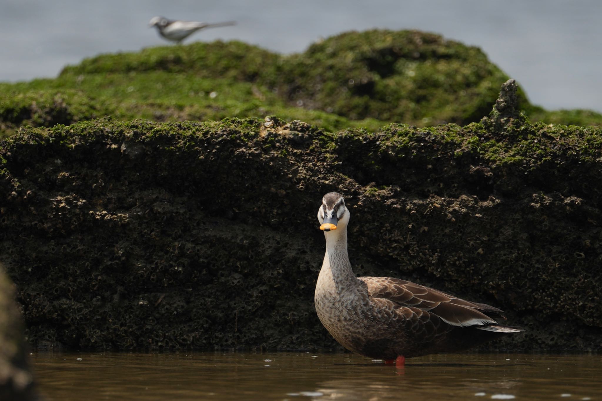 Photo of Eastern Spot-billed Duck at 甲子園浜(兵庫県西宮市) by Rikaooooo