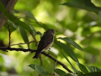 Dark-sided Flycatcher Osaka castle park Sat, 5/27/2023